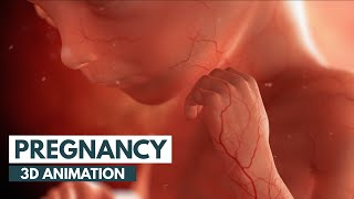 Pregnancy A MonthByMonth Guide  3D Animation [upl. by Nediarb157]