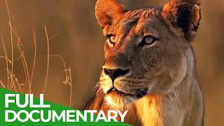 Lions Rule  Episode 1 Death in the Glade  Free Documentary Nature [upl. by Deny]