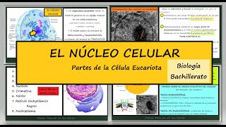 EL NÚCLEO CELULAR y sus Componentes Orgánulos de la Célula Eucariota Biología Bachillerato [upl. by Ragde834]