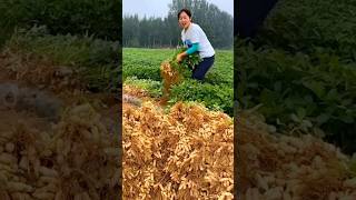 Farmers harvest peanuts from the field🥰কৃষকরা খেতের থাইকা বাদাম উঠায় youtubeshorts shorts [upl. by Shannen]