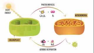 Photosynthesis and Respiration [upl. by Nikaniki]