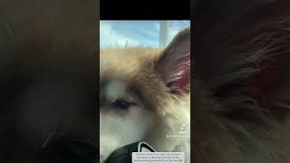 cotythepomsky pomskypuppy subscribe youtubeshorts [upl. by Nedra]