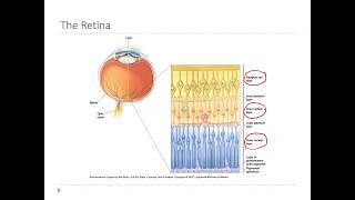 OSSM Neuro Chapter 9  Layers of the Retina [upl. by Sessilu346]