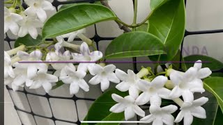 Madagascar Jasmine Planting amp Replanting Tips  Stephanotis floribunda Sweet Scented Flowers [upl. by Limemann953]