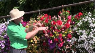 Standout Performers of 2014 Part 1  Hanging Baskets [upl. by Belanger]