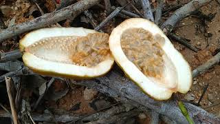 Passiflora quadrangularis  picking and eating Giant Passion Fruit in Kalimantan [upl. by Sheila]