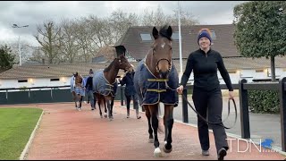 Sights and Sounds at the 2021 Arqana December Sale [upl. by Scholz]