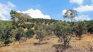 LIVE TOUR  Beautiful citrus fruit and avocado farm in Atenas Alajuela [upl. by Butta855]