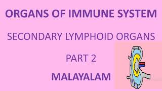 ORGANS OF IMMUNE SYSTEM  SECONDARY LYMPHOID ORGANS  LYMPHNODES  SPLEEN  MALT  MALAYALAM [upl. by Enileuqaj]