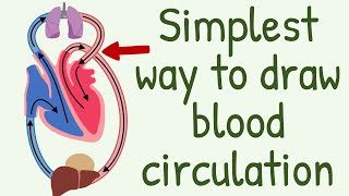 The Simplest way to show the blood circulation  Systemic Circulation amp Pulmonary Circulation [upl. by Alaekim902]