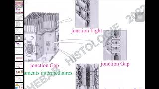 HISTOLOGIE épithéliums de revêtements [upl. by Stockton]