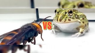 Frog vs Wasp You Wont Believe the Wasps Technical Attacks [upl. by Jairia]