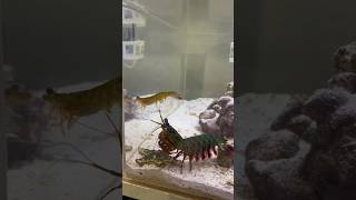 Feeding my Mantis Shrimp a MASSIVE SHRIMP [upl. by Gannon]