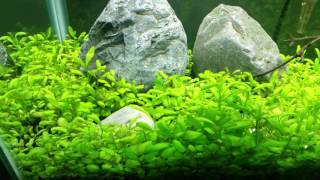 Glossostigma elatinoides update [upl. by Nora]