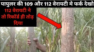 पापुलर की 112 और 109 किस्म मे कोन सी ज्यादा ग्रोथ करती है और इनकी पहचान कैसे करे [upl. by Braasch702]