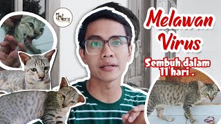 KUCING RESCUE TERSERANG VIRUS RAWAT HINGGA PULIH TOTAL [upl. by Ahselrak]