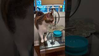 Sweet Jilly 🐈  Wants fresh water cute funny cat catlover shorts fyp [upl. by Htiekram356]