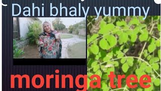 Moringa tree [upl. by Mariska]