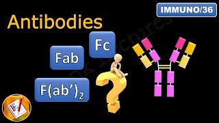 Fab Fc and Fab2 in antibodies immunoglobulins FLImmuno36 [upl. by Enavi352]