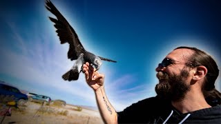 Training a Timneh African Grey to Fly Back  Timneh African Grey Free Flight [upl. by Konstanze]