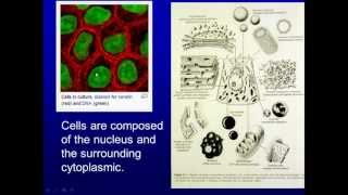 General Medical School Histology Intro to Cells Tissue and Microscopy Part 1 [upl. by Kirsch6]