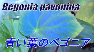 ベゴニア・パボニナBegonia pavonina 青く光る葉で有名なベゴニアです [upl. by Refinney]