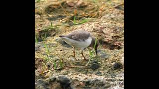 Temmincks Stint [upl. by Hebe]