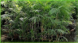 How To Grow Beautiful and Hardy Bamboo Palm Easily At Home  HindiUrdu [upl. by Sanburn]