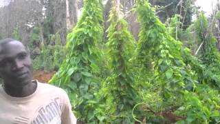 Cocoa Farmers in Ivory Coast Eating Hersheys Chocolate [upl. by Euqinaj]