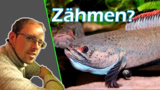 Aggressive Fische  Dieser IGLVortrag zeigt dir wie es dazu kommt und was man dagegen tun kann [upl. by Gnaht221]