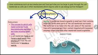 endocytosis vs exocytosis biology11 [upl. by Brott835]