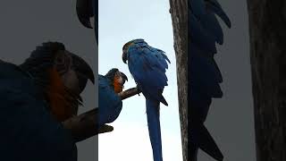 BlueandYellow Macaws macaw parrots ytshort shorts [upl. by Netsrak430]