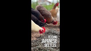 Feeding Japanese Beetles to our Chickens Part 2 [upl. by Marras]