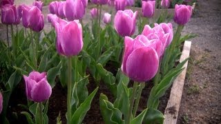 How to Grow Tulips  At Home With P Allen Smith [upl. by Rolyak467]