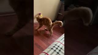 Fima VS Teddy cat catplaying catplaytime [upl. by Idyh]