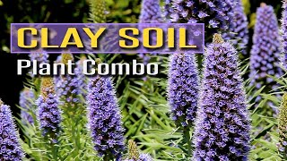 Plant Combo for Clay Soil [upl. by Lsil957]