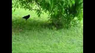 Baby Rabbit Outsmarting Two Crows [upl. by Avalsorim]