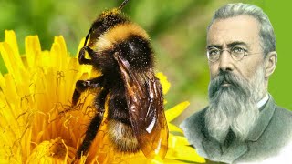 Nikolai RimskyKorsakov  Flight of the Bumblebee [upl. by Nosae]