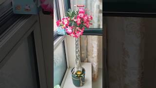 adenium plant flowering season plants flowers shortsvideo adenium amazing [upl. by Hakim]