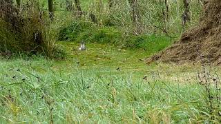 Stoat end sequence [upl. by Hayley]