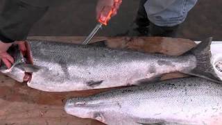 How to fillet a king salmon [upl. by Adamek459]