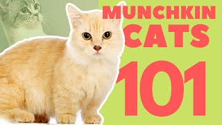 Munchkin Cats 101  Breed amp Personality [upl. by Novyaj]