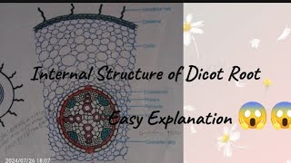 Internal structure of dicot root class 12 easy explanation 😱😱 [upl. by Welford330]