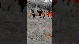 jallikattu Funny video  Krishnagiri Jallikattu  Jallikattu comedy  Krishnagiri Jallikattu Lover [upl. by Haidabez515]