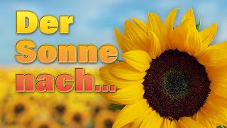 Wie Sonnenblumen der Sonne nach wachsen [upl. by Yssirk449]