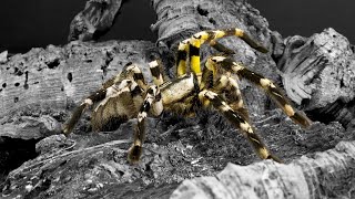 Poecilotheria regalis  Ptasznik królewski  ROYAL 👑 [upl. by Pilar483]