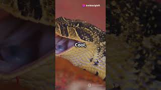 How Snakes Use Heat Vision SnakeVision Reptiles [upl. by Chak]