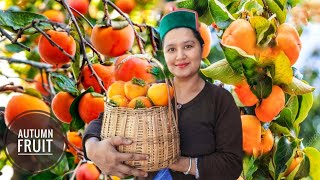 Persimmon Season In Kinnaur HP How To Make Dried Persimmons [upl. by Carmine]