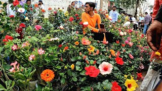 Galiff Street Plants🪴Market Kolkata INDIA 🇮🇳  গ্যালিফ স্ট্রিট মার্কেট কলকাতা ইন্ডিয়া [upl. by Yelreveb]