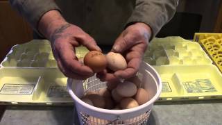 Selecting Eggs for IncubationHatching [upl. by Otilesoj]